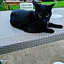Taïro participe au concours pour gagner de l'argent avec cette photo : animal, backyard, black_cat, cat, chair, curious, daylight, fur, furniture, garden, greenery, nature, outdoor, pet, potted_plants, relaxed, table, whiskers, woven_table, yellow_eyes