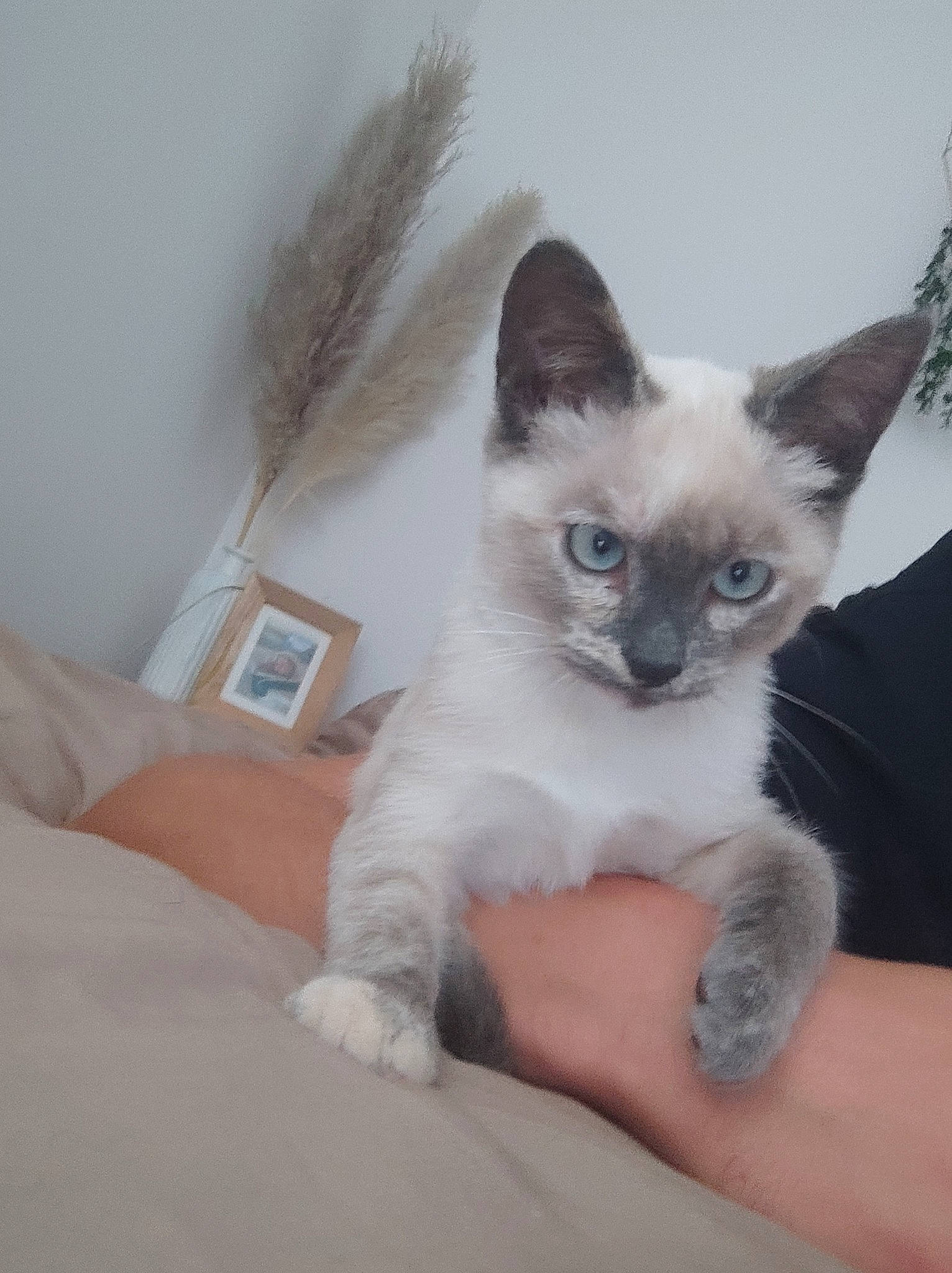 Sushi a rejoint le concours — aidez-le/la à gagner de superbes lots ! balinese, birman, carnivore, cat, comfort, domestic_short_haired_cat, fawn, felidae, foot, fur, head, human_body, paw, siamese, sitting, small_to_medium_sized_cats, snout, tail, thai, whiskers