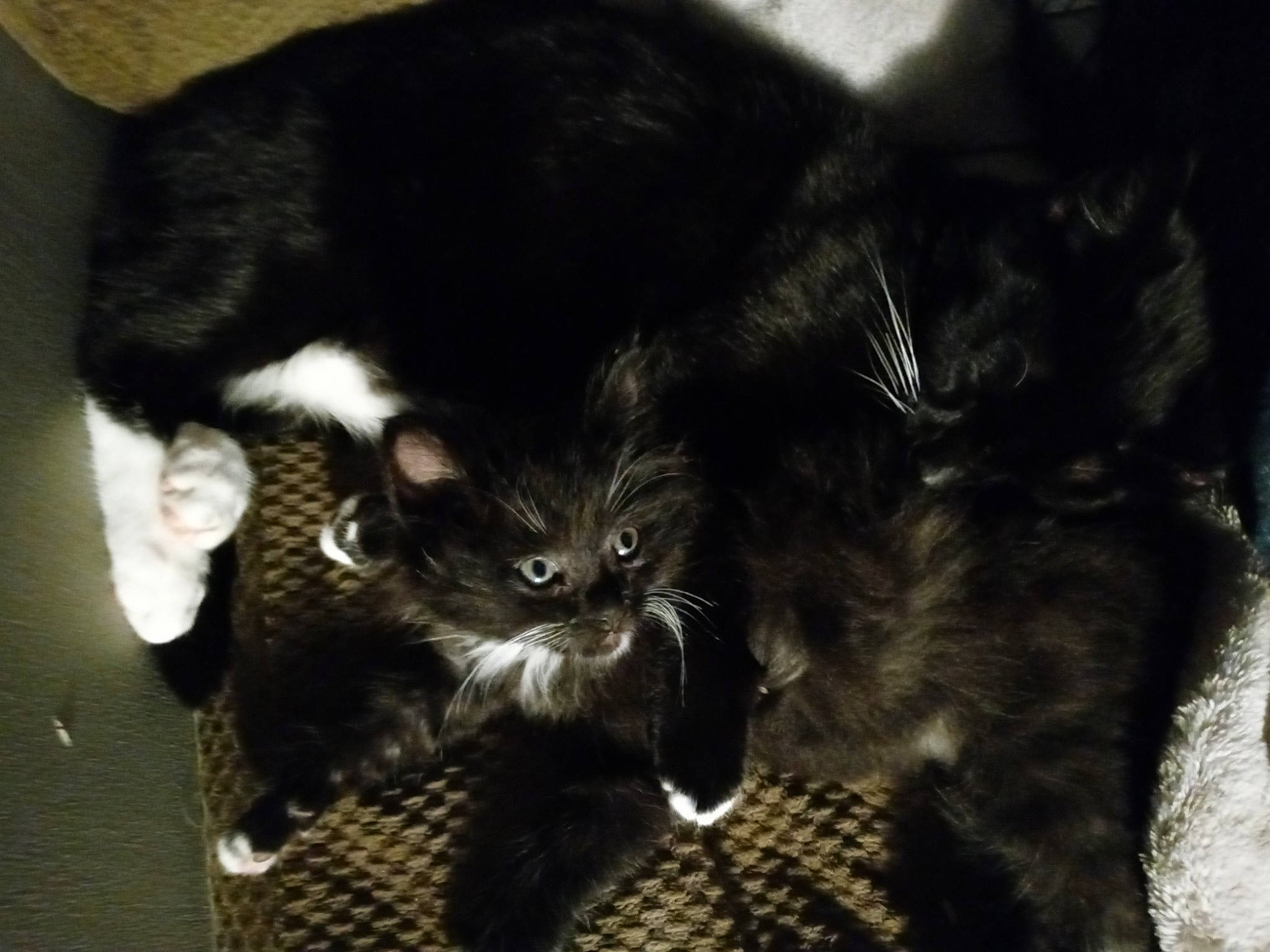 Mister joined the competition — help win amazing prizes! black_cat, carnivore, cat, claw, comfort, darkness, domestic_short_haired_cat, felidae, foot, fur, monochrome_photography, paw, sitting, small_to_medium_sized_cats, snout, tail, terrestrial_animal, whiskers