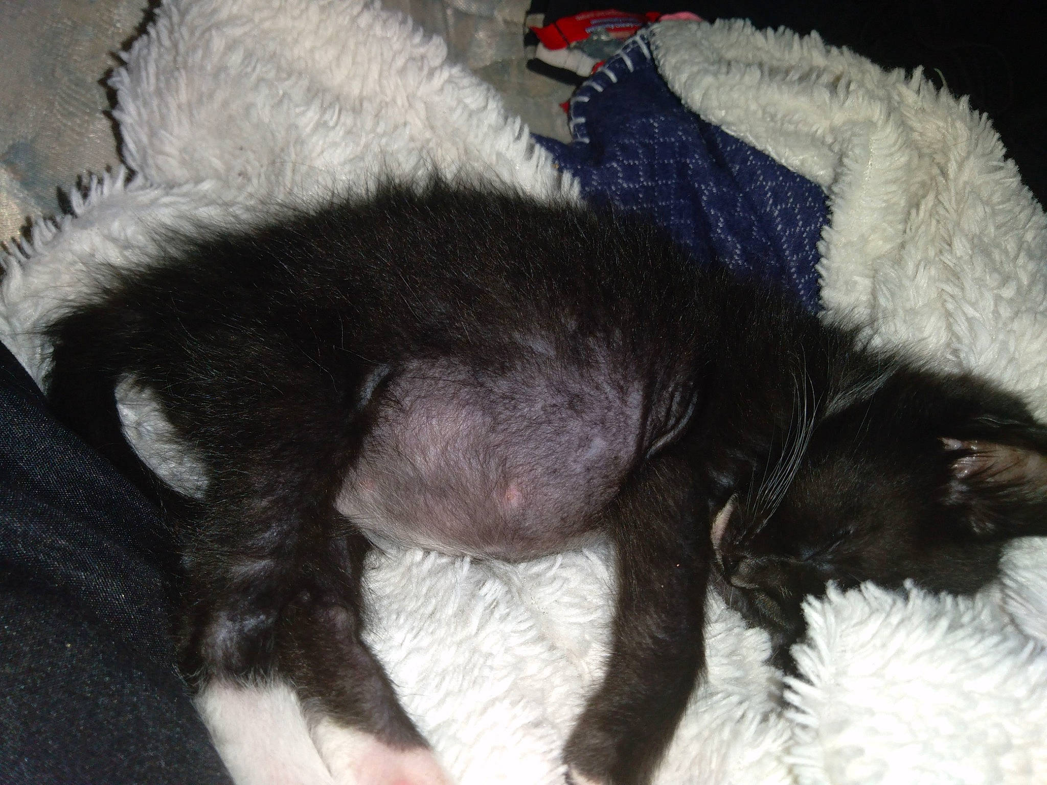 Mister is registered to the contest to win money with this photo: canidae, carnivore, claw, comfort, companion_dog, dog, dog_breed, fawn, felidae, fur, nap, paw, puppy, sleep, small_to_medium_sized_cats, snout, sporting_group, tail, terrestrial_animal, whiskers