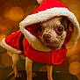 dog, chihuahua, christmas, holiday, santa_costume, hoodie, pet, cute, small_dog, bokeh, festive, animal, portrait, warm_lighting, indoor, costume, fur, tongue_out, brown_eyes, standing