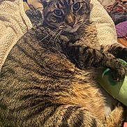 Tiger is registered to the contest to win money with this photo: tabby_cat, cat, pet, feline, striped, indoor, cozy, blanket, fur, whiskers, relaxed, closeup, resting, comfort, animal, mammal, cute, domestic, sleepy, eyes