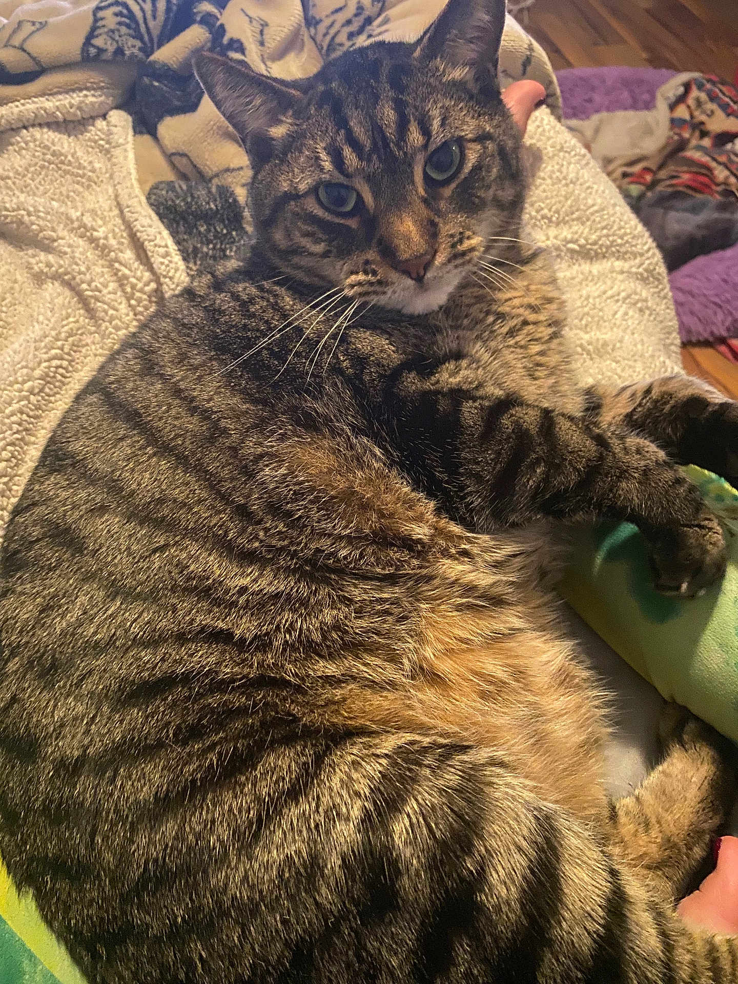 Tiger is registered to the contest to win money with this photo: tabby_cat, cat, pet, feline, striped, indoor, cozy, blanket, fur, whiskers, relaxed, closeup, resting, comfort, animal, mammal, cute, domestic, sleepy, eyes