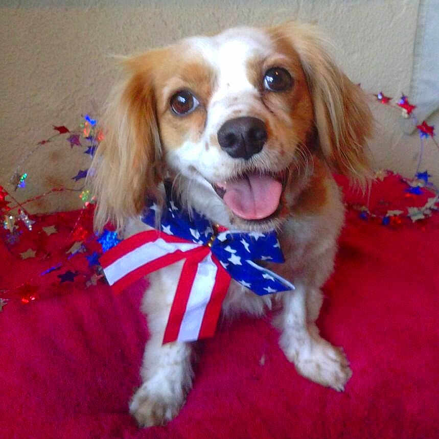 Sadie joined the competition — help win amazing prizes! accessories, americanflag, animal, canine, chihuahua, cockerspaniel, dog, flag, flower, formalwear, gold, hound, leash, papillon, pet, plant, puppy, purple, strap, tie