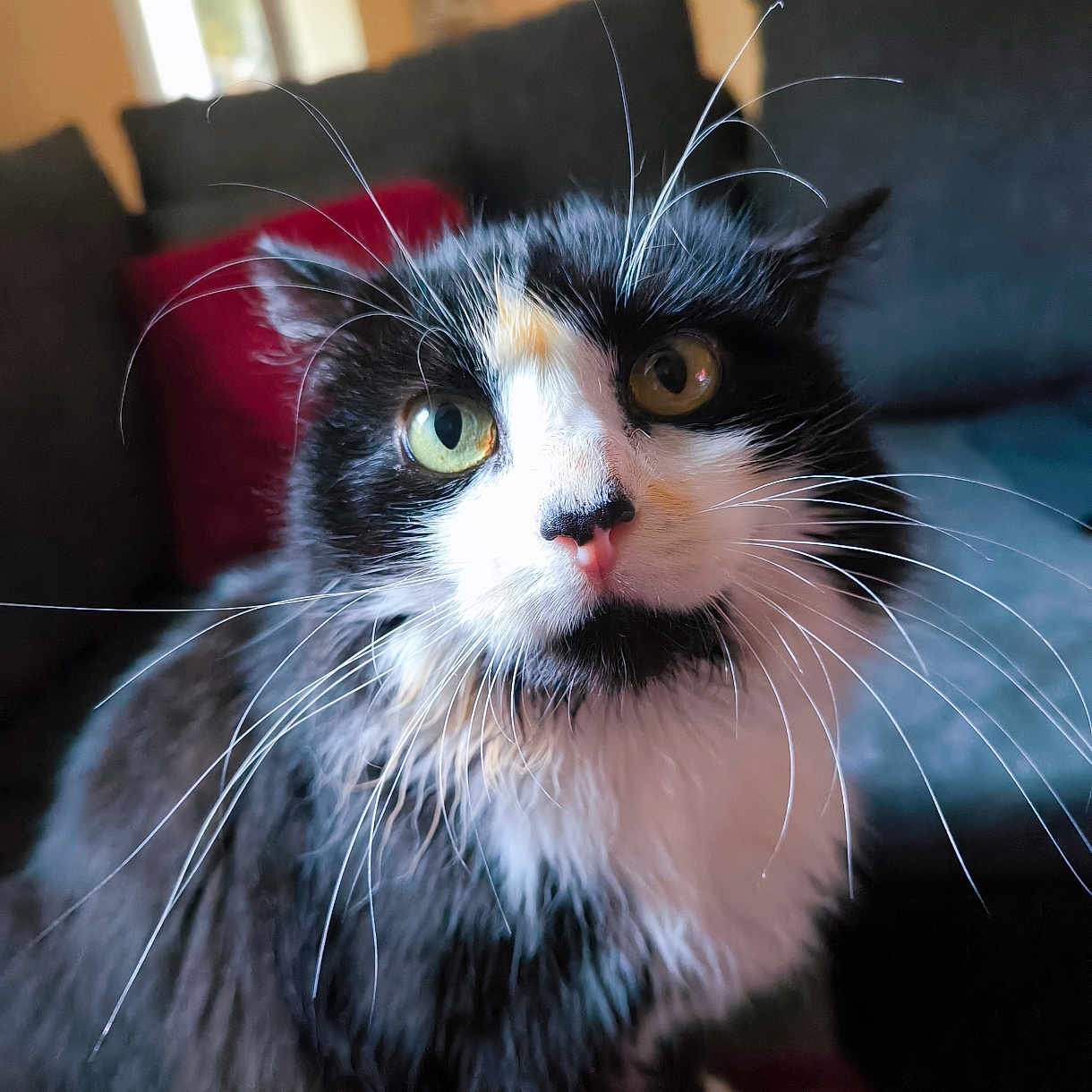 Oust a rejoint le concours — aidez-le/la à gagner de superbes lots ! animal, black_and_white, cat, close_up, couch, cozy, curious, cute, domestic, feline, fluffy, fur, green_eyes, indoor, living_room, pet, pillow, portrait, sitting, whiskers