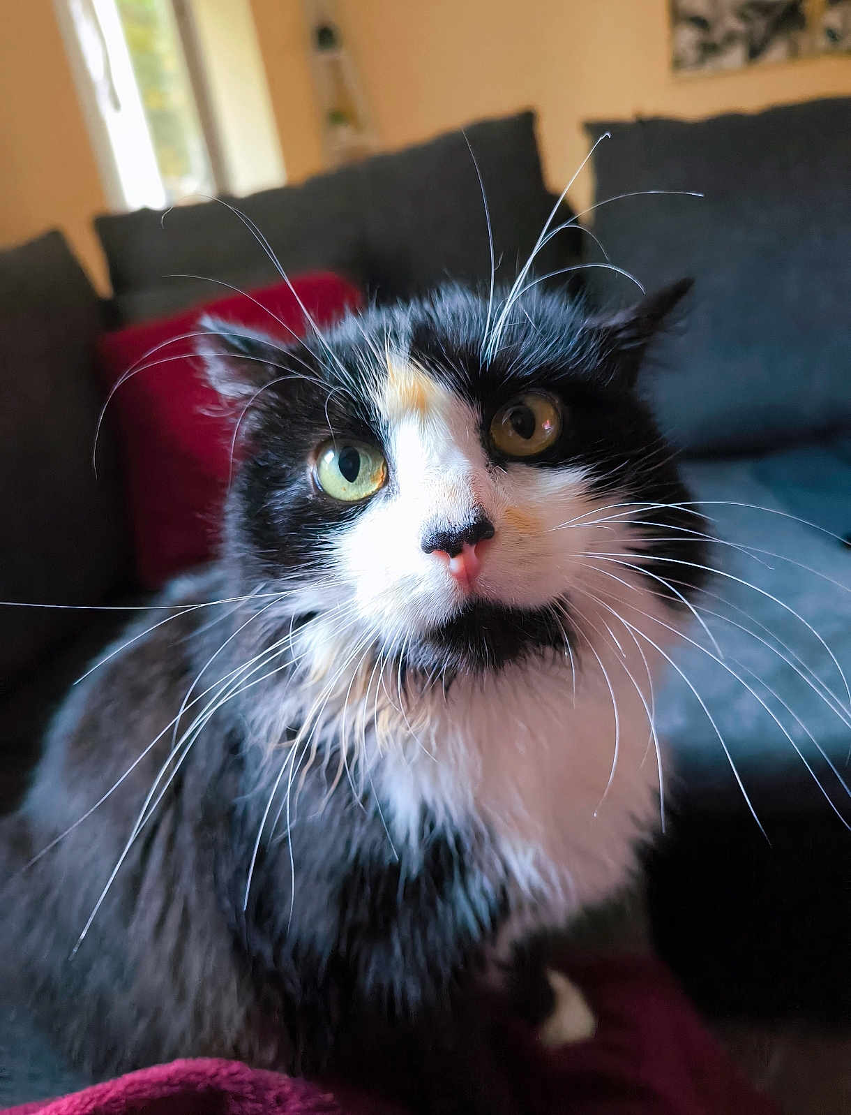 Oust a rejoint le concours — aidez-le/la à gagner de superbes lots ! cat, black_and_white, whiskers, green_eyes, fluffy, indoor, couch, pillow, curious, pet, animal, feline, close_up, domestic, fur, sitting, cozy, living_room, portrait, cute