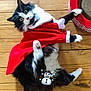 Oust participe au concours pour gagner de l'argent avec cette photo : cat, black_and_white, fur, pet, animal, wood_floor, red_cape, costume, playful, indoor, cute, surprised, rolling, domestic_cat, whiskers, paws, feline, house_pet, mammal, snowman_emoji