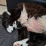 cat, black_and_white, fluffy, paw, pink_nose, pink_paw_pads, couch, indoor, relaxing, sleeping, covered_face, feline, pet, cozy, fur, whiskers, close_up, resting, domestic_animal, cute
