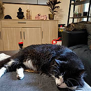 Oust participe au concours pour gagner de l'argent avec cette photo : cat, sleeping, black_and_white_cat, tabby_cat, living_room, furniture, table, couch, plant, decor, cozy, pet, domestic_animal, relaxing, indoor, home, whiskers, fur, resting, household