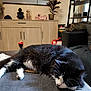 cat, sleeping, black_and_white_cat, tabby_cat, living_room, furniture, table, couch, plant, decor, cozy, pet, domestic_animal, relaxing, indoor, home, whiskers, fur, resting, household