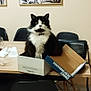 Oust participe au concours pour gagner de l'argent avec cette photo : cat, black_and_white, fluffy, cardboard_box, table, chair, indoor, pet, animal, feline, looking_at_camera, wall_art, plant_prints, dining_area, domestic, curious, sitting, household, fur, eyes