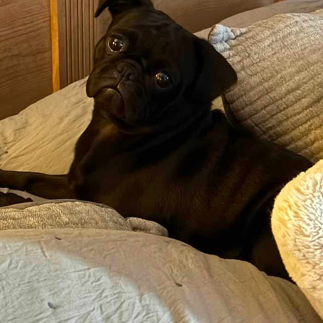 Ellie is registered to the contest to win money with this photo: animal, bed, black_dog, blanket, canine, companion, cozy, cute, dog, domestic_animal, fur, indoor, looking, pet, pillow, portrait, pug, relaxed, resting, soft