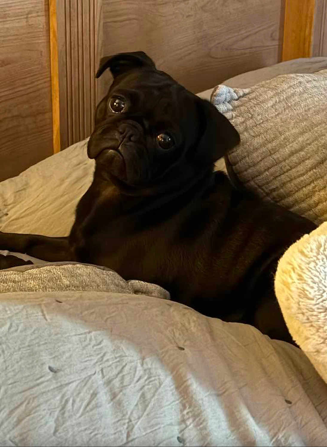 Ellie is registered to the contest to win money with this photo: dog, pug, black_dog, pet, bed, blanket, pillow, cute, indoor, cozy, animal, fur, looking, resting, domestic_animal, companion, canine, portrait, soft, relaxed