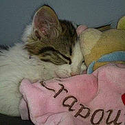 Lady a rejoint le concours — aidez-le/la à gagner de superbes lots !