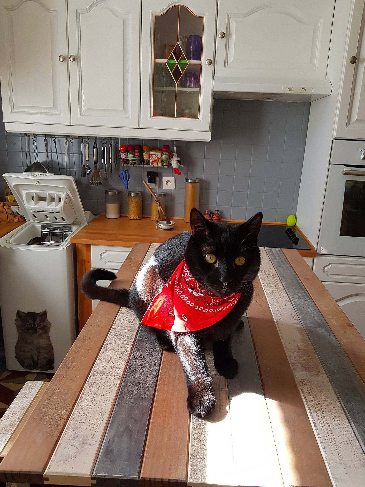 Figaro participe au concours pour gagner de l'argent avec cette photo : asian, black_cat, carnivore, cat, domestic_short_haired_cat, felidae, floor, flooring, furniture, hardwood, home, house, kitchen, laminate_flooring, room, small_to_medium_sized_cats, table, whiskers, wood, wood_flooring