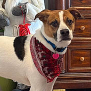 Jack joined the competition — help win amazing prizes! dog, bandana, indoor, wooden_furniture, floor, rug, holiday_decoration, santa_claus, festive, pet, collar, tag, brown_and_white, alert, decor, christmas, home, flooring, toy, standing