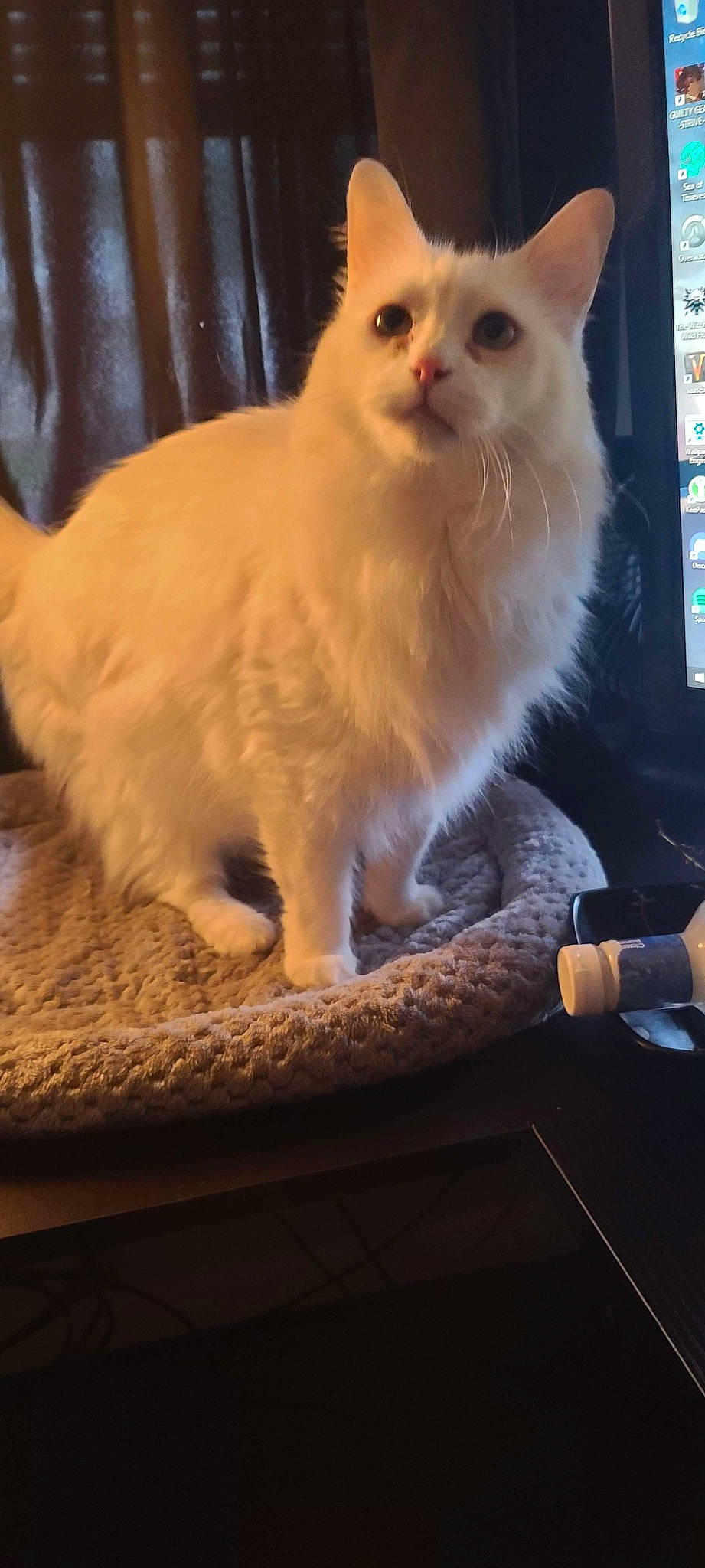 Fiddlesticks joined the competition — help win amazing prizes! carnivore, cat, claw, clock, computer_monitor, display_device, domestic_short_haired_cat, fawn, felidae, fur, hardwood, paw, sitting, small_to_medium_sized_cats, snout, tail, terrestrial_animal, watch, whiskers, wood