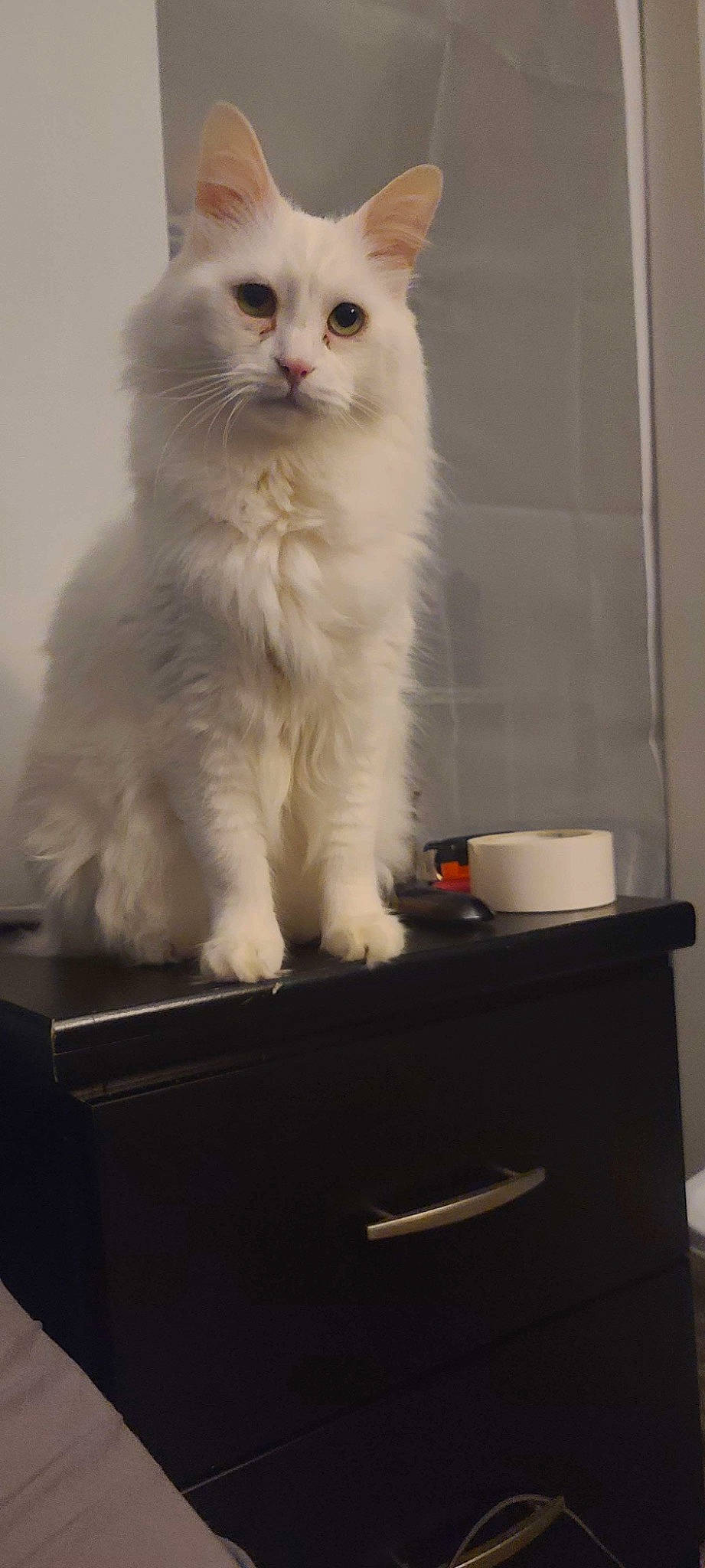 Fiddlesticks joined the competition — help win amazing prizes! british_longhair, carnivore, cat, felidae, fur, gas, home_appliance, small_to_medium_sized_cats, tail, terrestrial_animal, whiskers, window