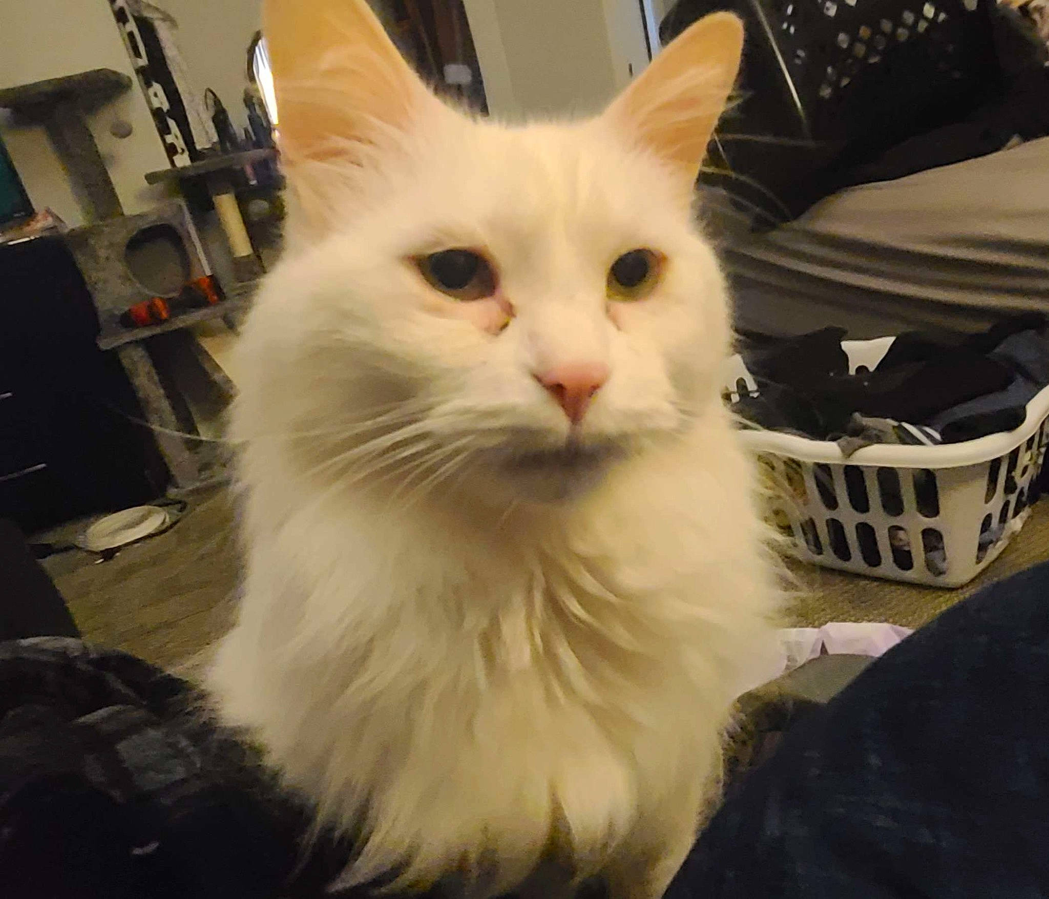 Fiddlesticks joined the competition — help win amazing prizes! british_longhair, carnivore, cat, eye, felidae, fur, head, paw, small_to_medium_sized_cats, snout, whiskers