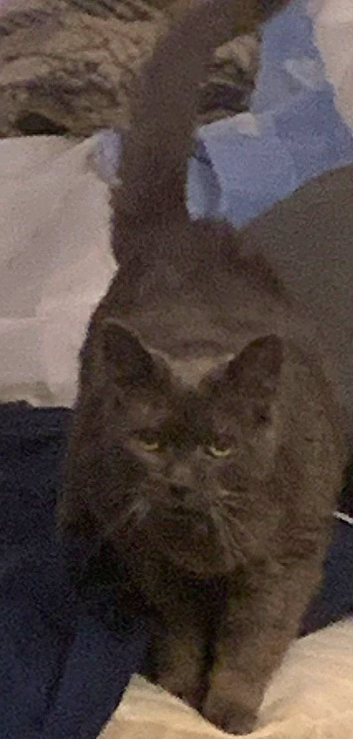 Bella joined the competition — help win amazing prizes! carnivore, cat, domestic_short_haired_cat, felidae, fur, grey, russian_blue, small_to_medium_sized_cats, snout, tail, terrestrial_animal, whiskers