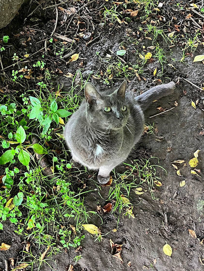 Bella joined the competition — help win amazing prizes! carnivore, cat, domestic_short_haired_cat, felidae, fox_squirrel, fur, grass, groundcover, herb, plant, rodent, small_to_medium_sized_cats, soil, tail, terrestrial_animal, terrestrial_plant, whiskers, wildlife