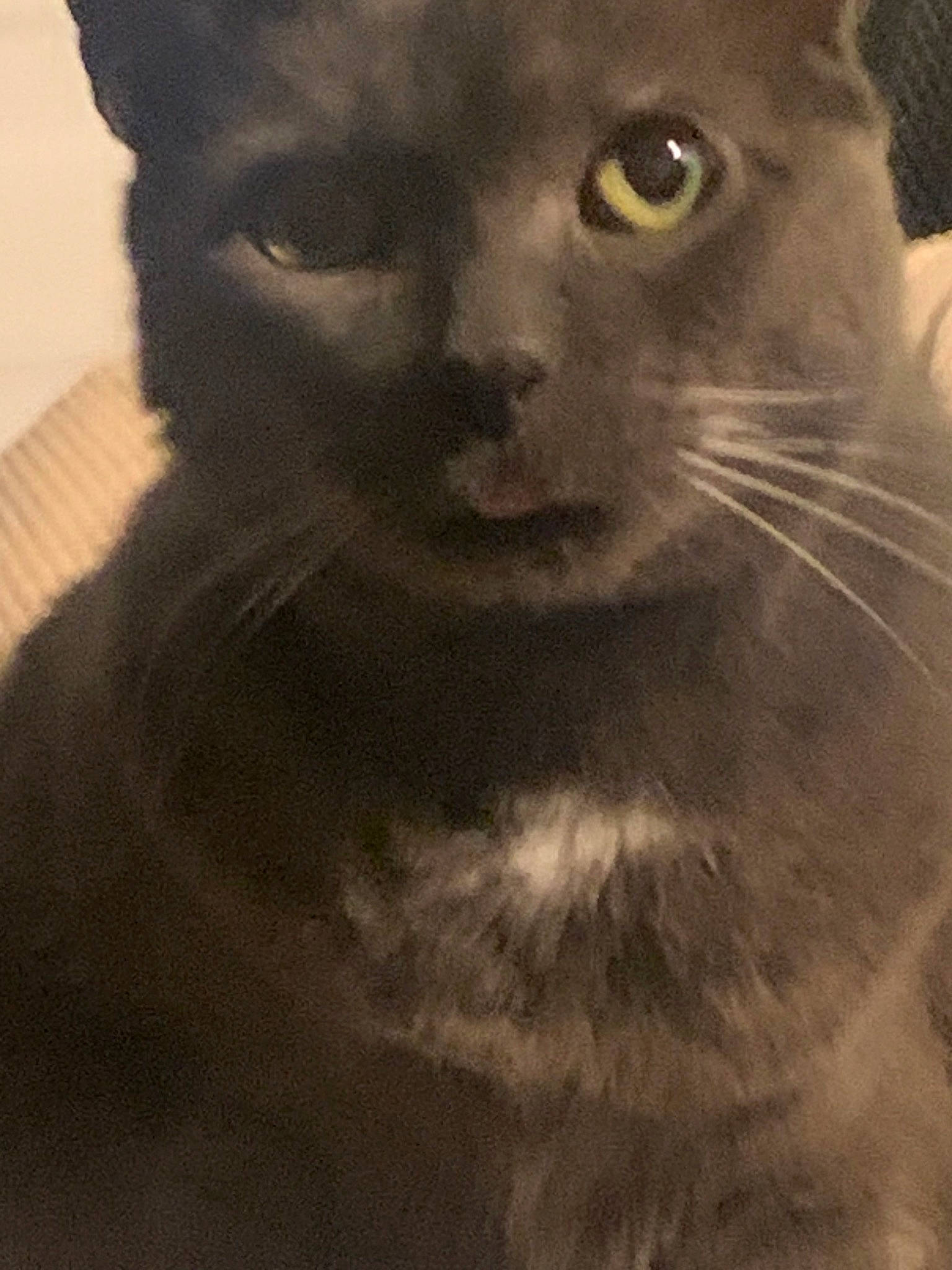 Bella joined the competition — help win amazing prizes! carnivore, cat, domestic_short_haired_cat, ear, felidae, fur, small_to_medium_sized_cats, terrestrial_animal, whiskers