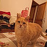 cat, ginger_cat, feline, pet, animal, sitting, bed, bedroom, floral_bedding, orange_fur, whiskers, ears, eyes, portrait, indoor, home, clothing, door, tote_bag, warm_lighting