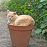 Happy a rejoint le concours — aidez-le/la à gagner de superbes lots ! cat, feline, cream_cat, outdoor, garden, potted_plant, flowerpot, greenery, leaves, foliage, animal, pet, sitting, lounging, portrait, whiskers, ears, fur, pavement, nature