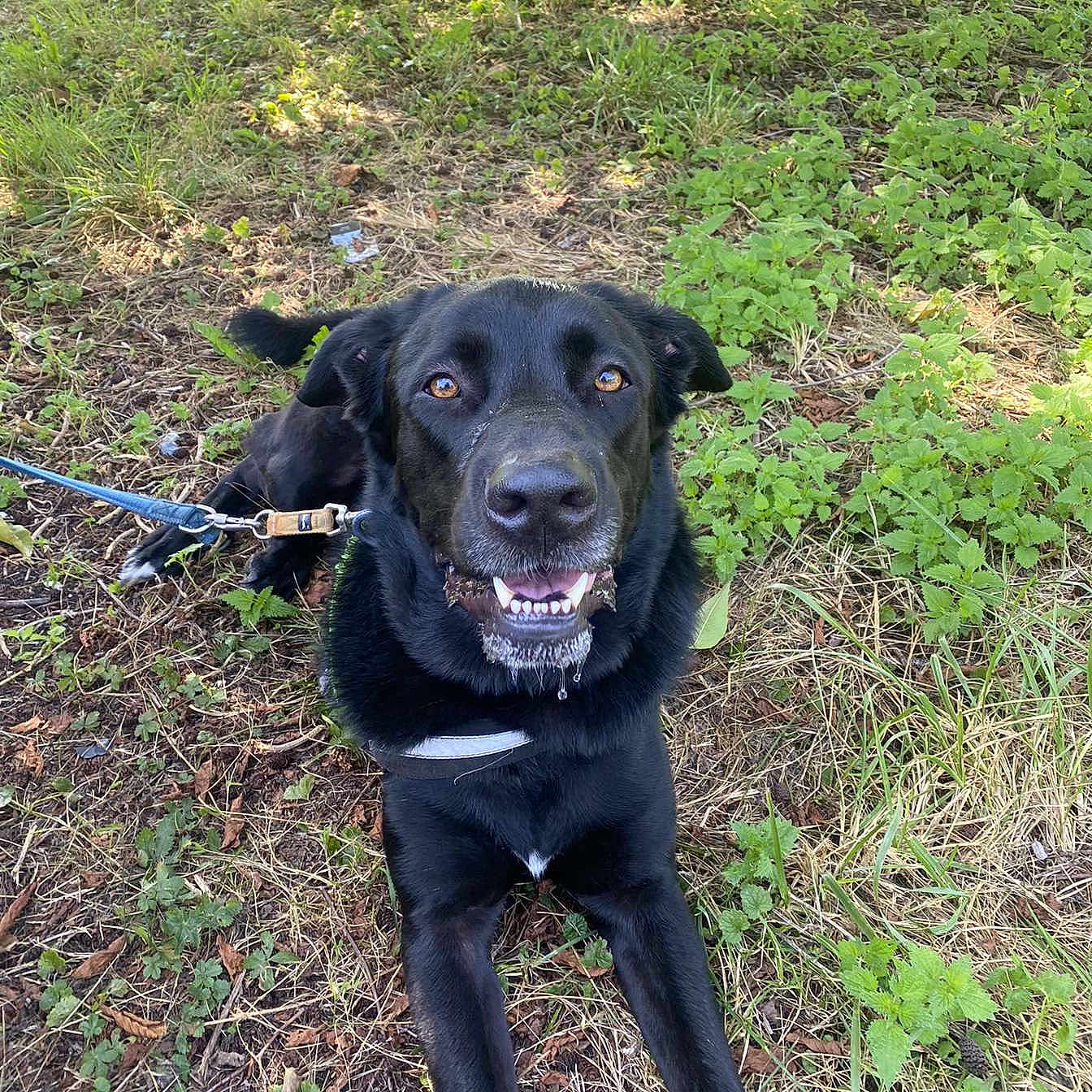 Ace a rejoint le concours — aidez-le/la à gagner de superbes lots ! accessories, animal, canine, dog, grass, grove, herbal, herbs, labradorretriever, land, nature, outdoors, pet, plant, puppy, soil, strap, tree, vegetation, woodland