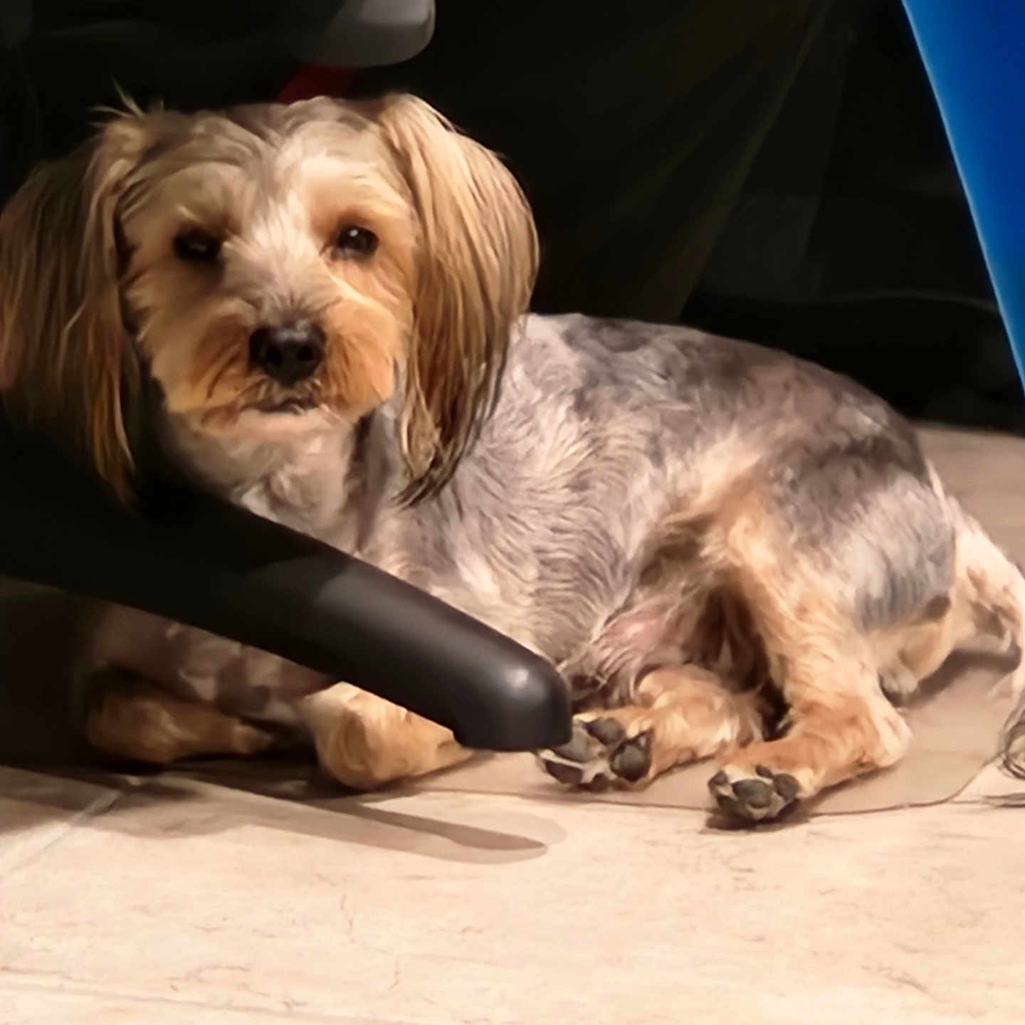 Marshall is registered to the contest to win money with this photo: affenpinscher, animal, canine, cockerspaniel, doctor, dog, dogbed, hound, indoors, interiordesign, leash, papillon, person, pet, poodle, puppy, terrier, veterinarian, walkingdog, whitedog