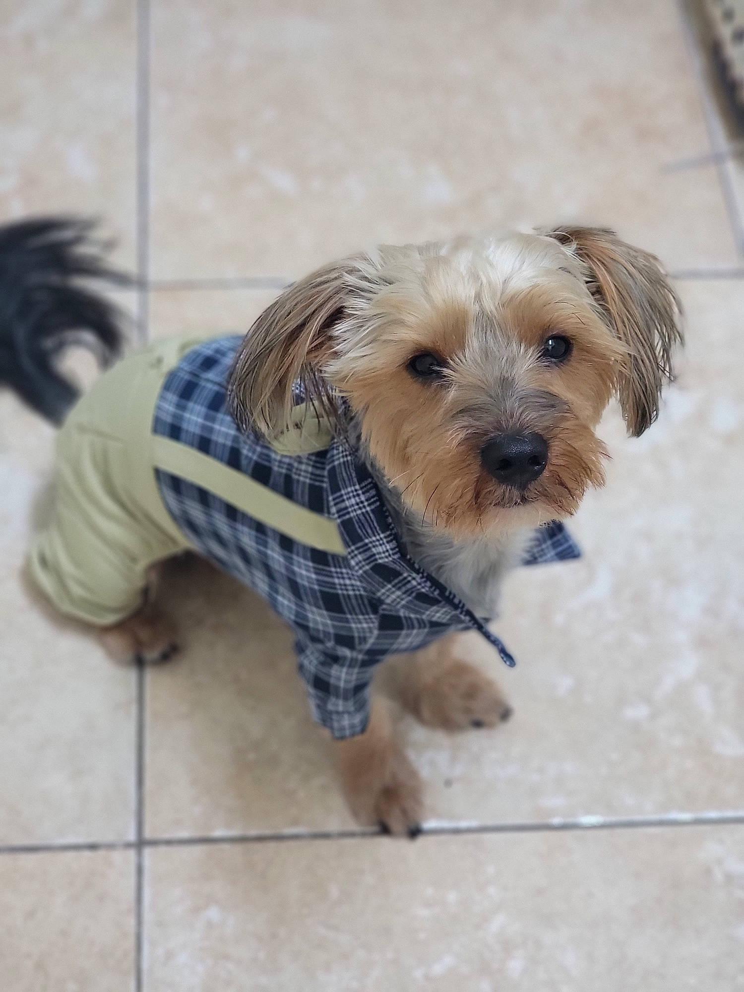 Marshall joined the competition — help win amazing prizes! canidae, carnivore, companion_dog, dog, dog_breed, dog_clothes, dog_collar, dog_supply, fawn, flooring, fur, liver, maltepoo, pattern, pet_supply, small_terrier, sporting_group, terrier, toy_dog, working_animal