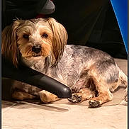 Marshall joined the competition — help win amazing prizes! animal, brown_fur, chair_armrest, companion, cute, dog, domestic, ears, face, floor, fur, groomed, indoor, light_fur, paw, pet, relaxed, resting, small_dog, tile_floor