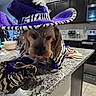 animal, appliance, cabinet, cape, costume, countertop, curious, decor, dog, domestic, fur, granite_counter, hat, indoor, kitchen, pet, portrait, purple, small_dog, zebra_stripe