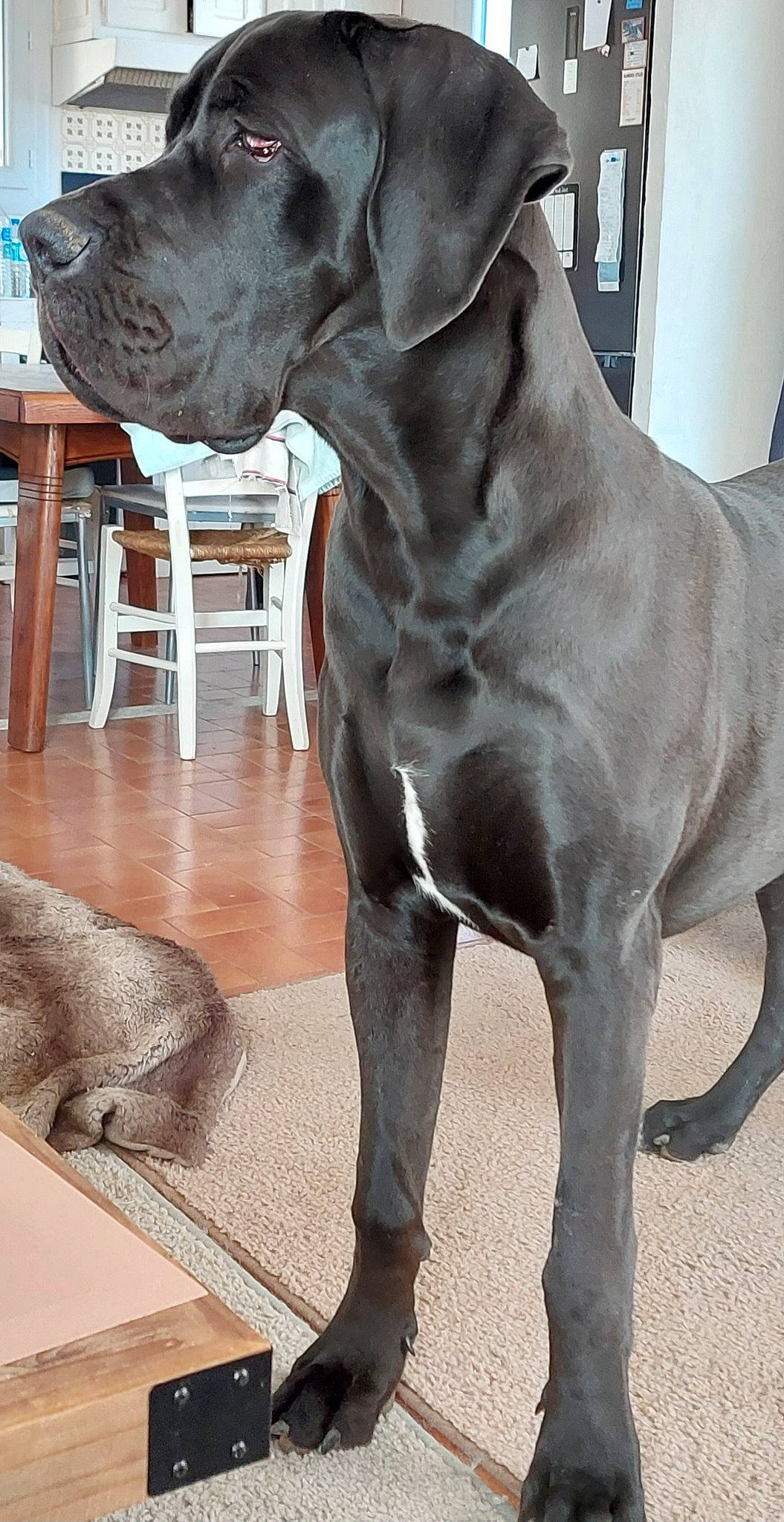 Tiger a rejoint le concours — aidez-le/la à gagner de superbes lots ! art, carnivore, collar, companion_dog, dobermann, dog, dog_breed, dog_collar, fawn, flooring, grey, liver, pet_supply, snout, sporting_group, tail, terrestrial_animal, vertebrate, whiskers, working_animal