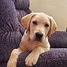 animal, armchair, canine, cozy, cute, dog, domestic_animal, floppy_ears, fur, golden_retriever, home, indoor, living_room, looking_at_camera, pet, portrait, puppy, purple_furniture, resting, young_dog