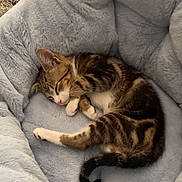 Axl joined the competition — help win amazing prizes! animal, cat, comfort, cozy, curled_up, cute, domestic_cat, feline, fur, indoor, kitten, paw, pet_bed, relaxed, resting, sleeping, soft, tabby, tail, whiskers