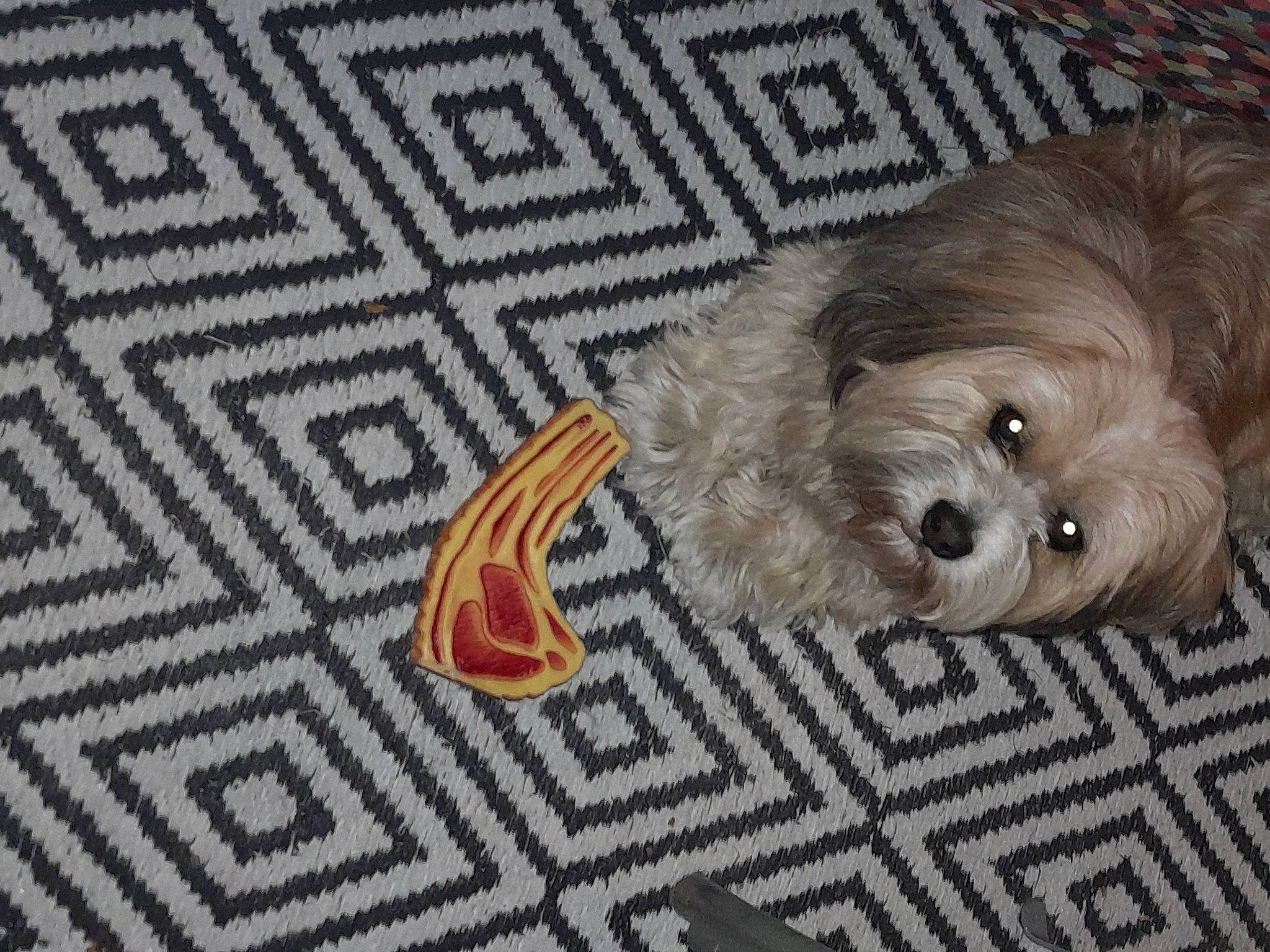 Patapouf a rejoint le concours — aidez-le/la à gagner de superbes lots ! canidae, carnivore, companion_dog, dog, dog_breed, dog_supply, flooring, fur, liver, pattern, paw, shih_poo, small_terrier, snout, sporting_group, terrestrial_animal, terrier, toy_dog, working_animal, yorkipoo