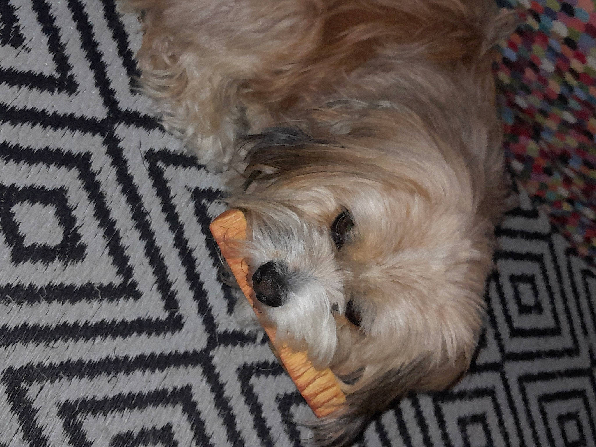 Patapouf a rejoint le concours — aidez-le/la à gagner de superbes lots ! biewer_terrier, canidae, carnivore, companion_dog, dog, dog_breed, dog_supply, fur, liver, maltepoo, poodle_crossbreed, puppy, small_terrier, snout, sporting_group, terrier, toy_dog, water_dog, working_animal, yorkipoo