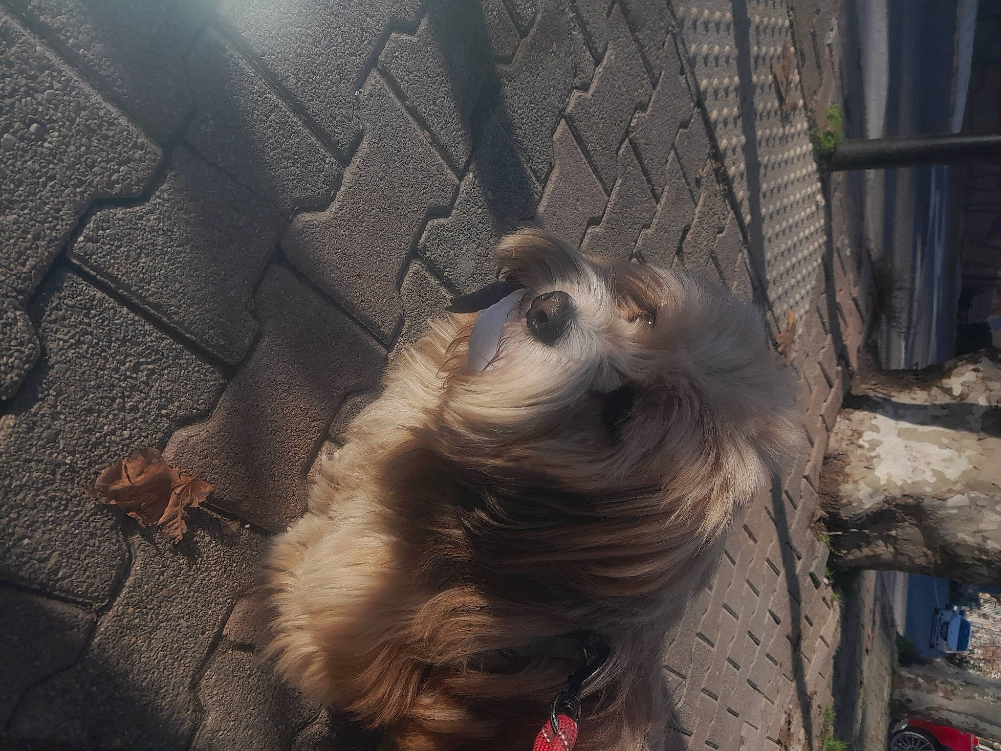 Patapouf participe au concours pour gagner de l'argent avec cette photo : canidae, companion_dog, dog_breed, eyewear, fawn, feather, felidae, fur, grey, paw, small_to_medium_sized_cats, snout, sporting_group, tail, tree, whiskers, wing, wood