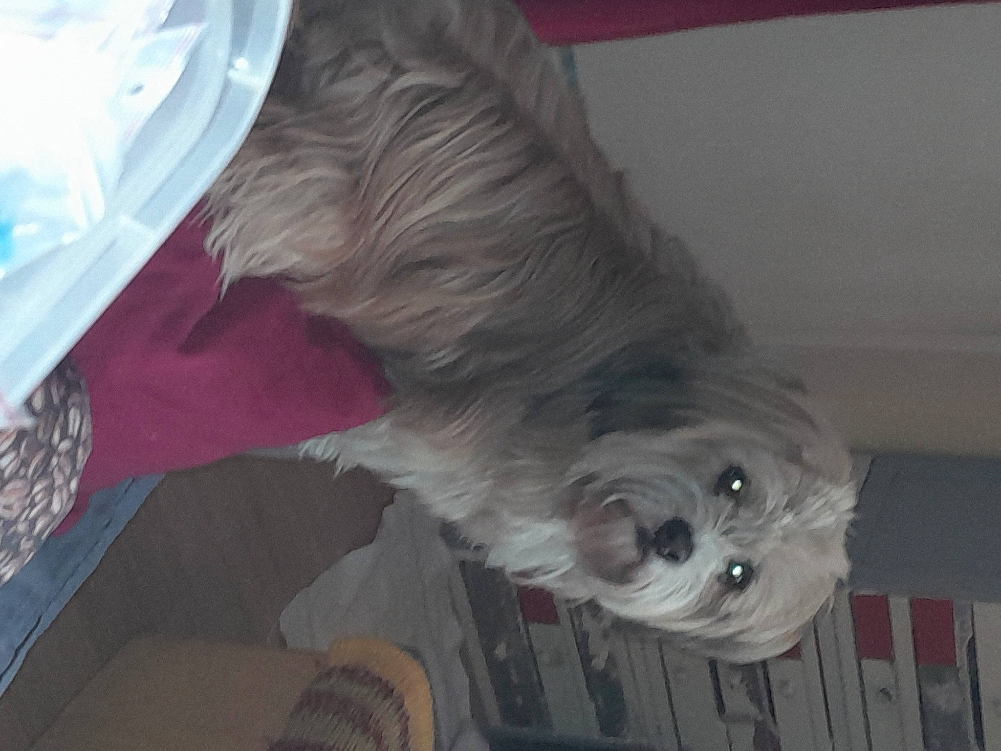 Patapouf participe au concours pour gagner de l'argent avec cette photo : bearded_collie, canidae, carnivore, companion_dog, dog, dog_breed, dog_supply, fur, liver, non_sporting_group, old_english_sheepdog, plastic_bag, small_terrier, snout, sporting_group, tail, terrier, toy_dog, whiskers, working_animal