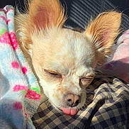 Maggie is registered to the contest to win money with this photo: dog, sleeping, tongue_out, fluffy_ears, blanket, cozy, sunlight, shadow, cute, pet, small_dog, resting, fur, indoors, close_up, nose, peaceful, soft_texture, warm, relaxed