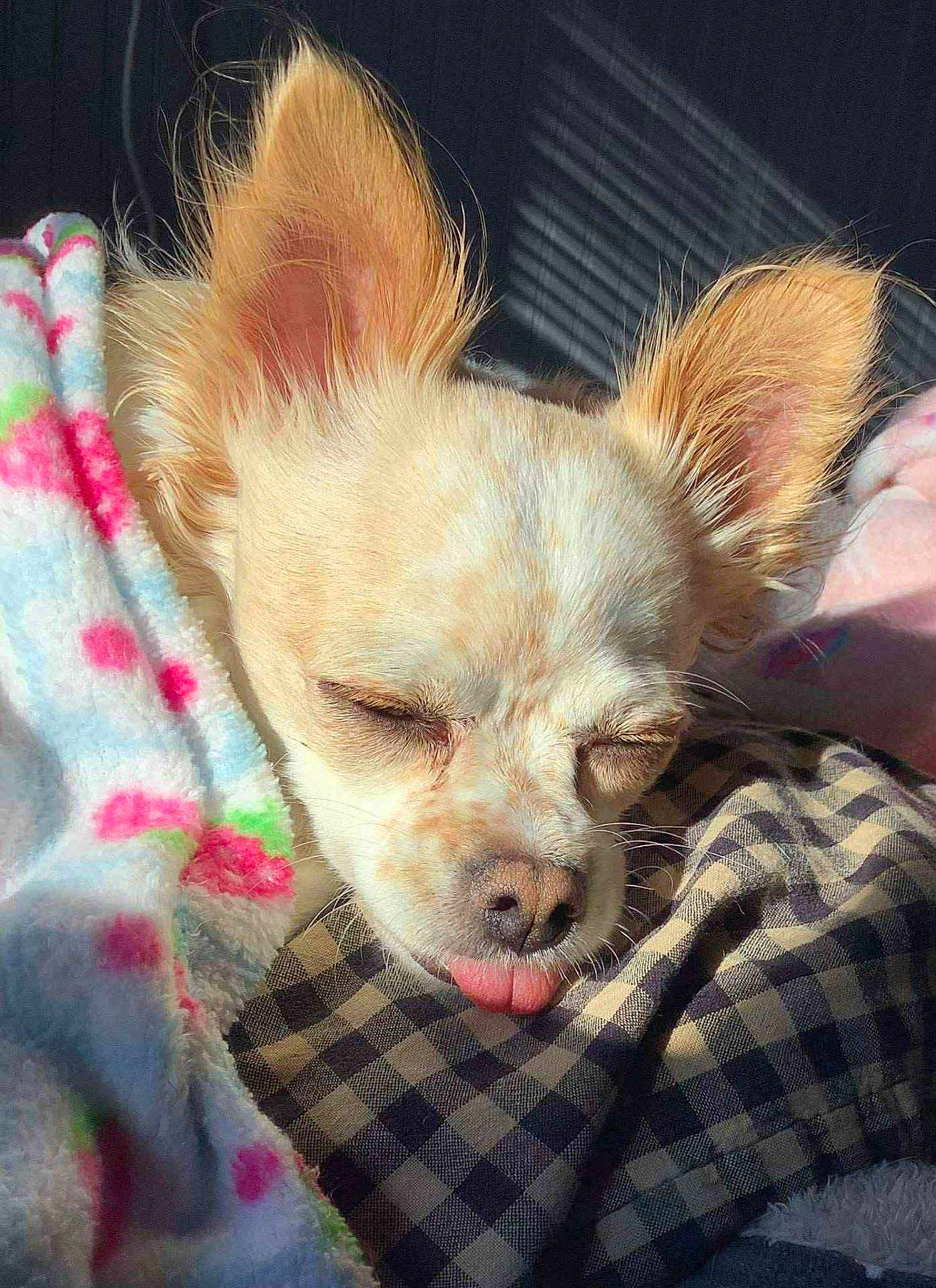 Maggie
