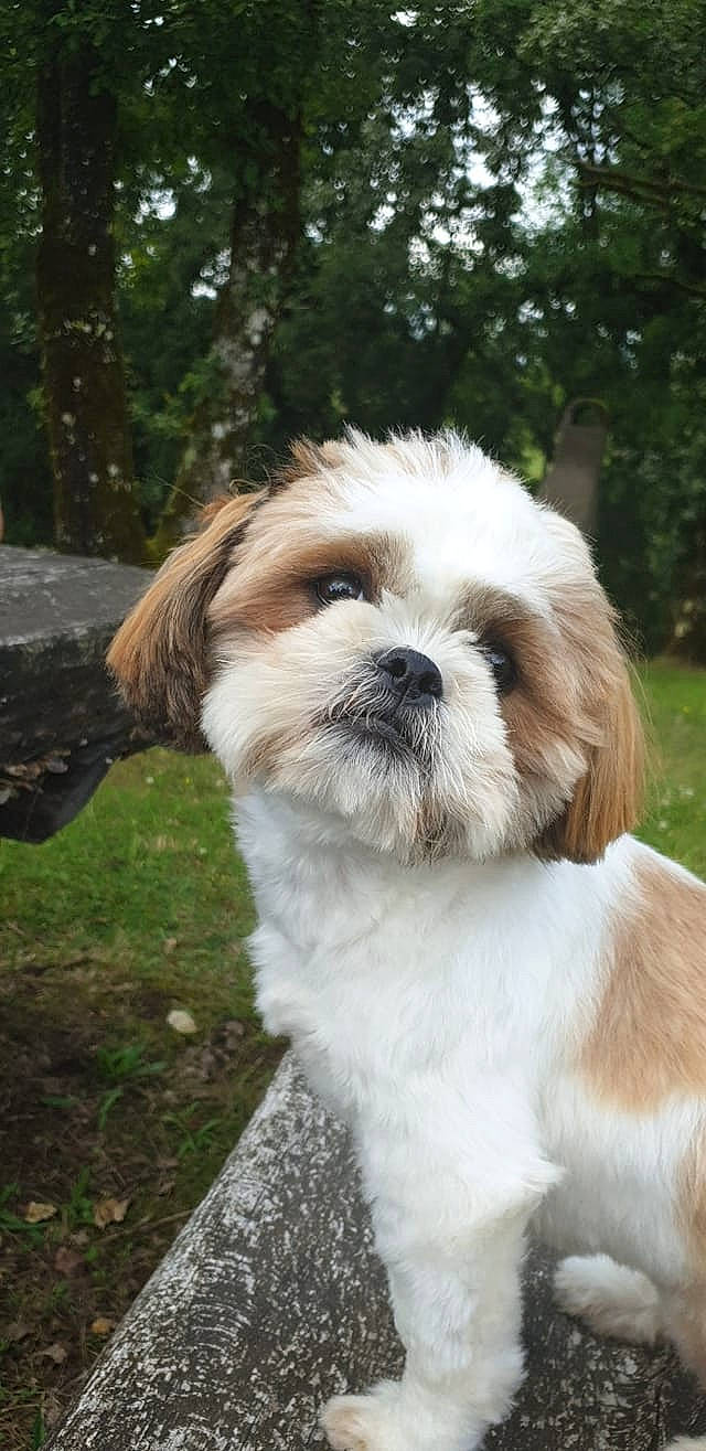 Nairobi a rejoint le concours — aidez-le/la à gagner de superbes lots ! canidae, carnivore, companion_dog, dog, dog_breed, fawn, fur, grass, liver, mal_shi, maltepoo, non_sporting_group, plant, shih_tzu, snout, sporting_group, terrestrial_animal, toy_dog, tree, working_animal