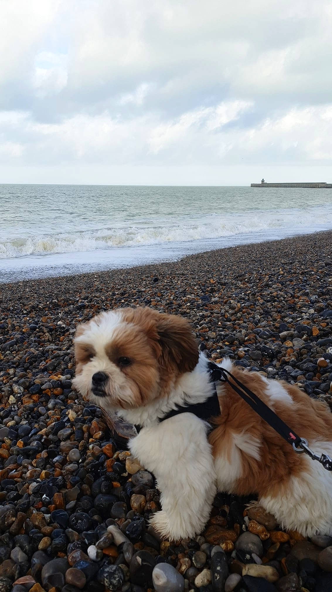 Nairobi participe au concours pour gagner de l'argent avec cette photo : beach, carnivore, cloud, companion_dog, dog, dog_breed, fawn, fur, horizon, mammal, shih_tzu, shore, sky, small_terrier, snout, terrier, toy_dog, vertebrate, water, wind_wave