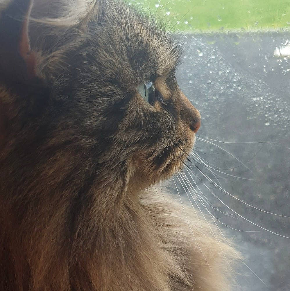 Bella participe au concours pour gagner de l'argent avec cette photo : carnivore, cat, claw, fawn, felidae, fur, grass, hair, mammal, paw, small_to_medium_sized_cats, snout, tail, terrestrial_animal, vertebrate, whiskers, wildlife, working_animal