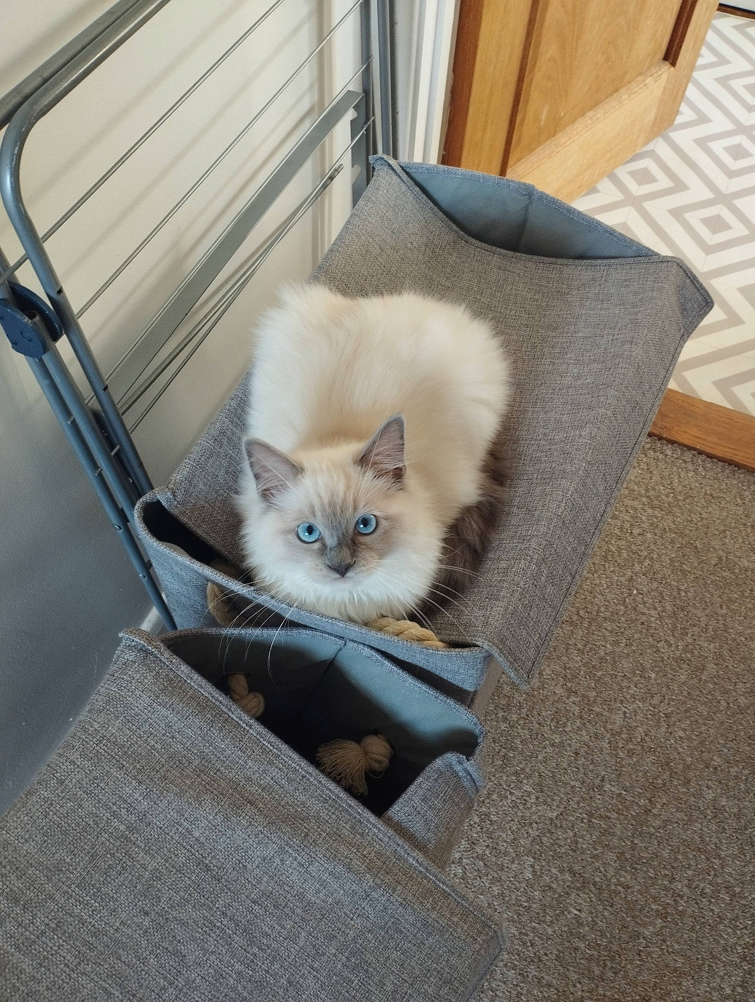 Pablo is registered to the contest to win money with this photo: bedding, box, carnivore, cat, chair, comfort, couch, domestic_short_haired_cat, fawn, felidae, flooring, fur, hardwood, linens, room, small_to_medium_sized_cats, tail, whiskers, window, wood