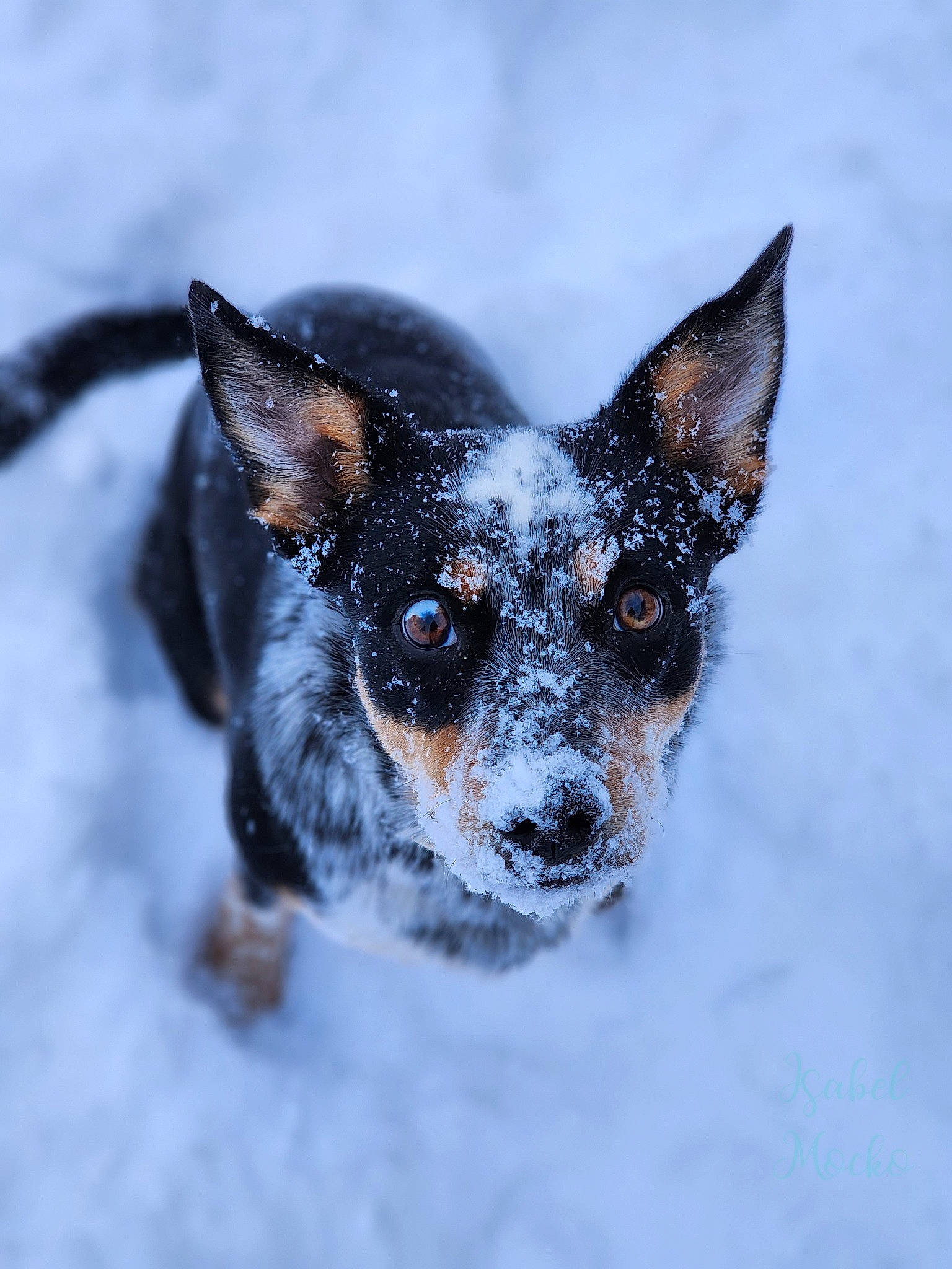 Sage joined the competition — help win amazing prizes! canidae, carnivore, companion_dog, dog, dog_breed, freezing, fur, guard_dog, head, macro_photography, non_sporting_group, prazsky_krysarik, snout, snow, sporting_group, terrestrial_animal, toy_dog, whiskers, winter, working_dog