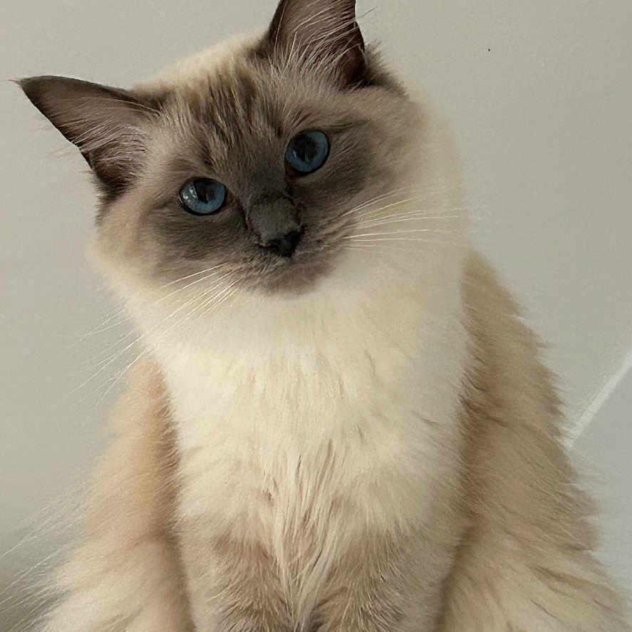 Molly Moo