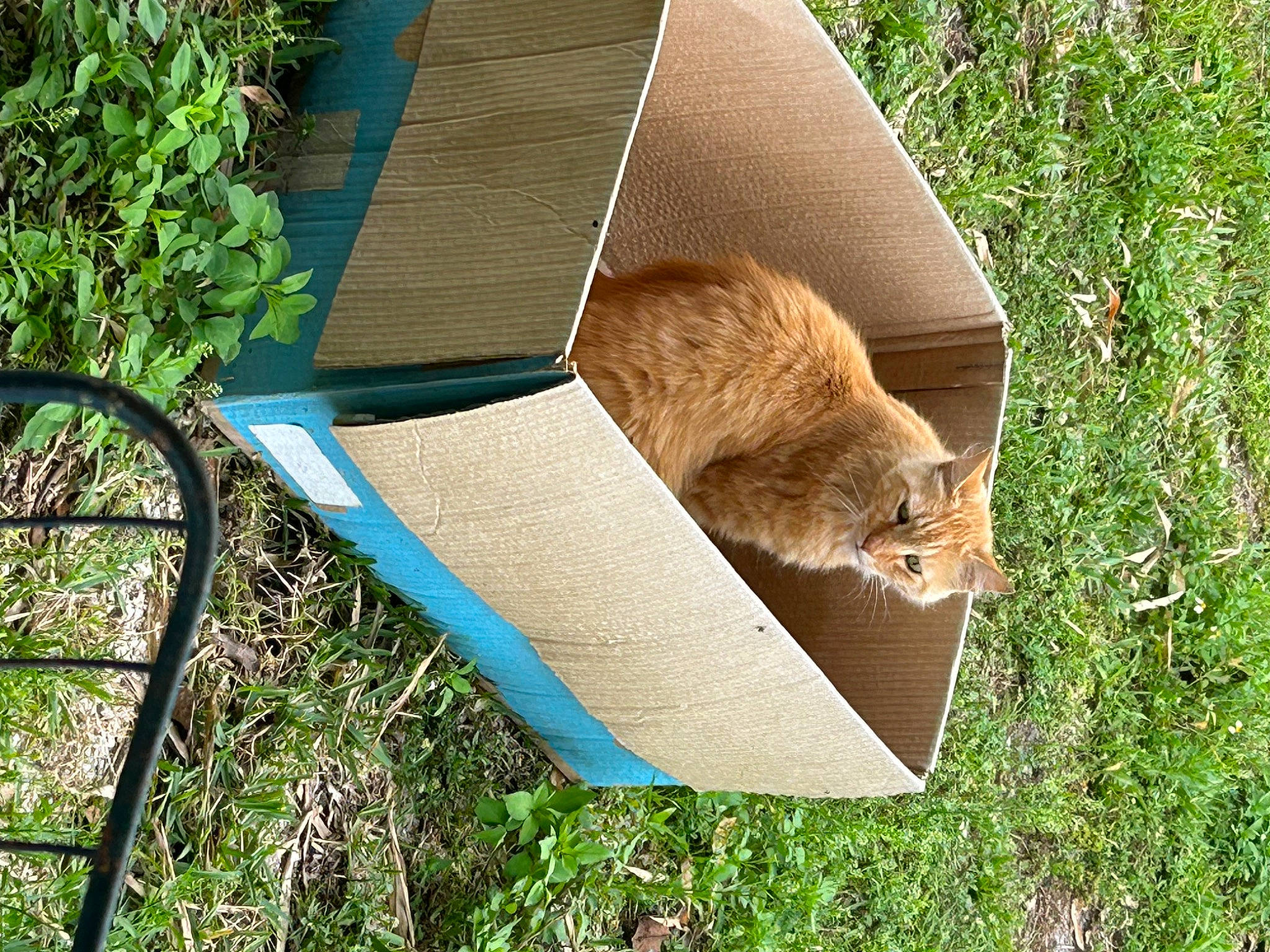 Cat joined the competition — help win amazing prizes! canidae, carnivore, chair, domestic_short_haired_cat, fawn, felidae, fox_squirrel, grass, hamster, outdoor_furniture, pet_supply, plant, rabbit, rodent, small_to_medium_sized_cats, tail, terrestrial_animal, whiskers, wildlife, wood