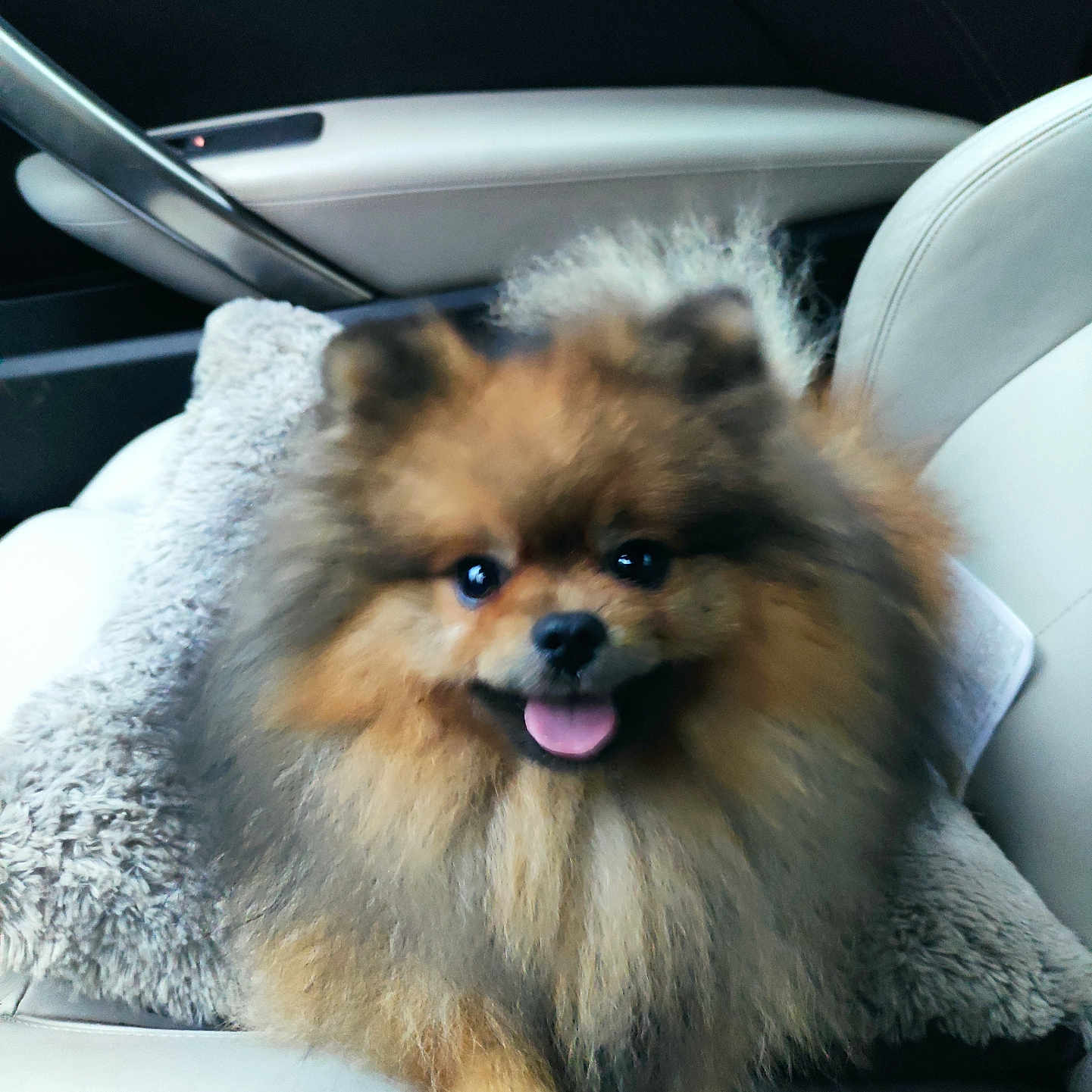 Téquila a rejoint le concours — aidez-le/la à gagner de superbes lots ! alloywheel, animal, bodypart, canine, car, carwheel, cockerspaniel, cushion, dog, homedecor, machine, mouth, papillon, person, pet, puppy, spoke, tire, transportation, vehicle